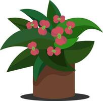 Pink spurge flower, vector or color illustration.