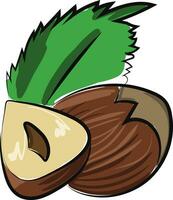 Dry nut, vector or color illustration.