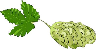 The hop plant, vector or color illustration.