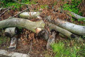 felled trees on the roadside photo