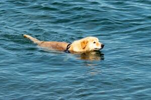 golden retriever dog swimming in the sea photo