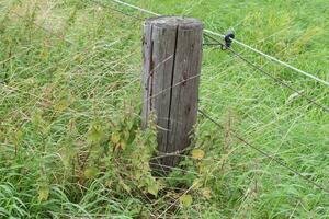 wooden fence with wire mesh photo