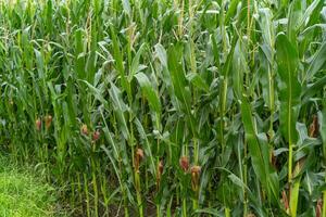 beautiful corn in the summer photo