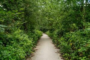 path in the landscape photo