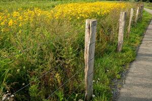 path crosses the fields seperated by fences photo