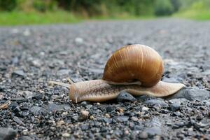 snail on a stone photo