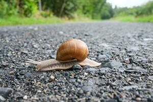 snail on a stone photo