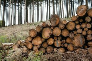 madera tocón en un bosque destruido por un tormenta foto