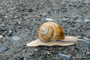 snail on a stone photo