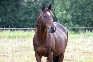 horses grazing in a meadow photo