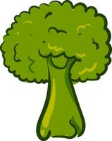 Green broccoli, vector or color illustration.