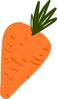 Image of carrot, vector or color illustration.