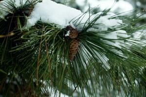 Spruce branch covered with snow close-up photo