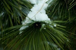 Spruce branch covered with snow close-up photo