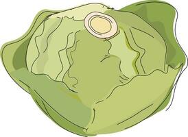 Image of cabbage, vector or color illustration.