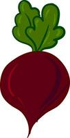 Image of beet, vector or color illustration.