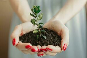 Handful of Soil with Young Plant Growing. photo