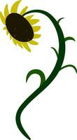 Drawing of a sunflower vector or color illustration