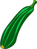A zucchini vector or color illustration