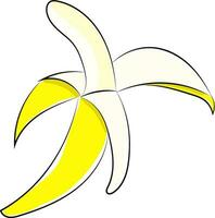 Image of banana, vector or color illustration.