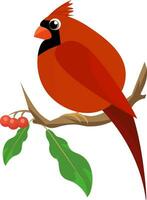 Cardinal bird on a branch , vector or color illustration