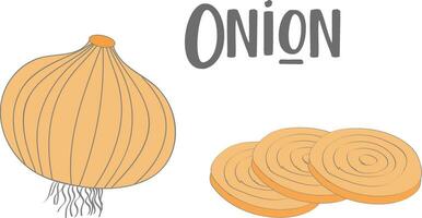 Drawing of a whole onion and three slices of onion vector or color illustration