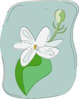 Portrait of a fragrant white jasmine flower vector or color illustration