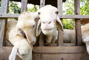 Amusing sheep portrait. Domestic animals at farm. photo