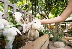 Child is feeding and petting cute little lamb at the zoo. photo