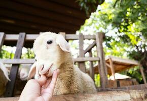 Child is feeding and petting cute little lamb at the zoo. photo