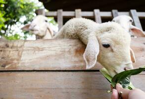 Child is feeding and petting cute little lamb at the zoo. photo