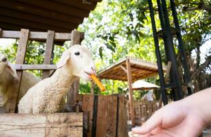 Child is feeding and petting cute little lamb at the zoo. photo