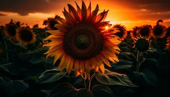 AI generated Sunflower in nature, yellow summer plant, agriculture sunset, rural scene generated by AI photo