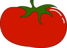 Tomato, vector or color illustration.
