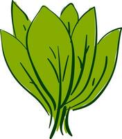 Bunch of spinach for food, vector or color illustration.