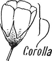 Corolla vintage illustration. vector