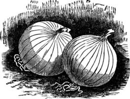 blanco cebolla Clásico ilustración. vector
