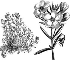 Habit and Flowers of Anagallis Linifolia vintage illustration. vector