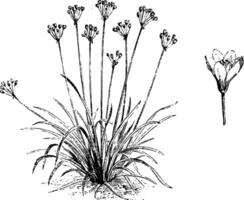 Habit and Detached Single Flower of Nothoscordum Fragrans vintage illustration. vector