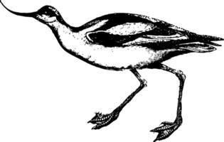 Avocet vintage illustration. vector