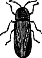 Male Lampyris Noctiluca vintage illustration. vector