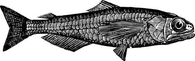 Lanternfish vintage illustration. vector