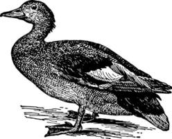 Gadwall Duck, vintage illustration. vector