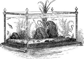 agua dulce acuario Clásico ilustración. vector