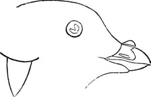 Least Auk Adult vintage illustration. vector