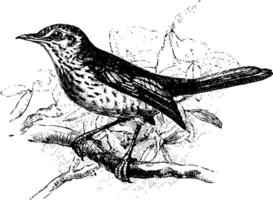 Fieldfare Perched on Branch, vintage illustration. vector