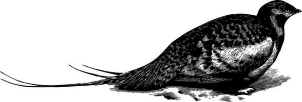 Pallas Sand Grouse, vintage illustration. vector