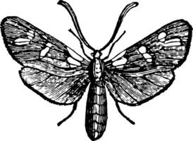 Six Spot Burnet Moth vintage illustration. vector