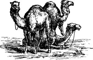 Camels vintage illustration. vector