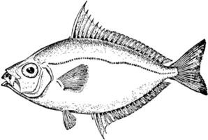 Common Ponyfish, vintage illustration. vector